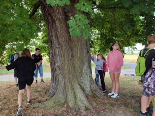 800 let Rožďalovic - vyprávění památných stromů